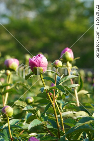 Peony buds, April 2025 Peony buds, April 2025 125929322