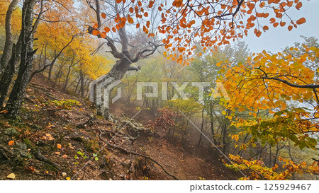 Path in the fog. Autumn forest in the fog Path in the fog. Autumn forest in the fog 125929467