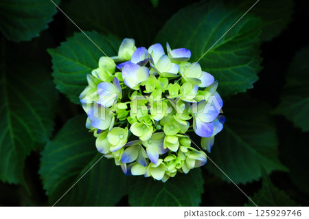 Hydrangea 125929746