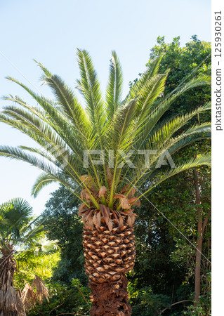 A tall Canary Island Date Palm under a clear sky A tall Canary Island Date Palm under a clear sky 125930261