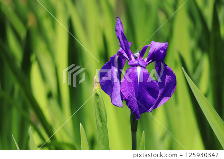 Iris Iris 125930342