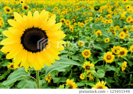 sunflower	 125931549
