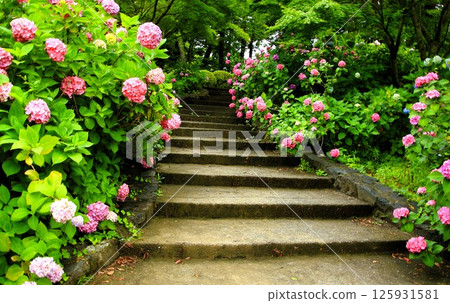樓梯上盛開的繡球花 125931581