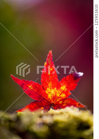 鮮紅的秋葉 鮮紅的秋葉 125931610