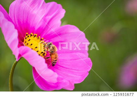 Bee honey sucking cosmos honey 125931677