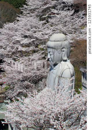 The Great Buddha of the cherry blossoms The Great Buddha of the cherry blossoms 125931745