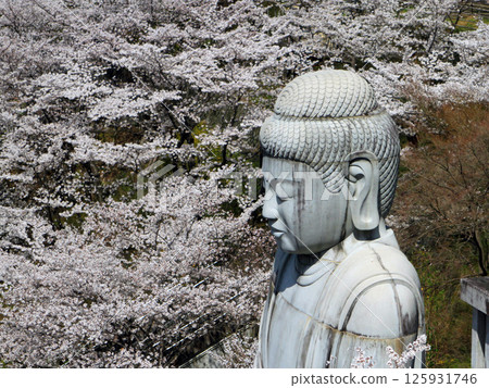The Great Buddha of the cherry blossoms The Great Buddha of the cherry blossoms 125931746