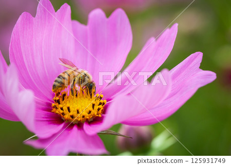 Bee honey sucking cosmos honey 125931749