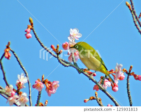 棲息在河津櫻花樹枝上的白眼 棲息在河津櫻花樹枝上的白眼 125931813