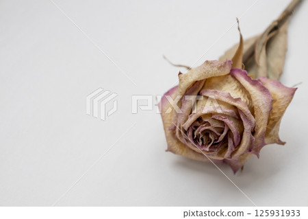The dried rose on the white background. Withered rose and dead. The dried rose on the white background. Withered rose and dead. 125931933