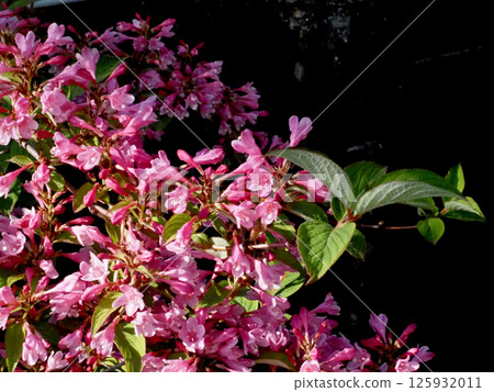 Pink flowers and buds of Yamautsuji in full bloom bathed in the spring sunshine 125932011