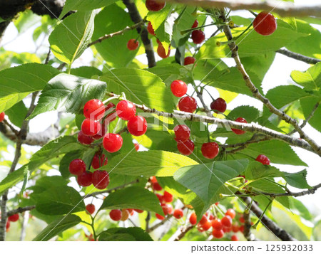 Lots of cherries! (Cherries bathed in sunlight filtering through the trees) 125932033