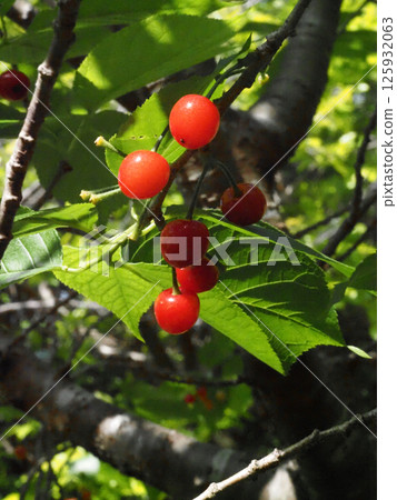 Close-up of cherries bathed in sunlight filtering through the trees (Cherry trees in Gennaiyama Park) Close-up of cherries bathed in sunlight filtering through the trees (Cherry trees in Gennaiyama Park) 125932063