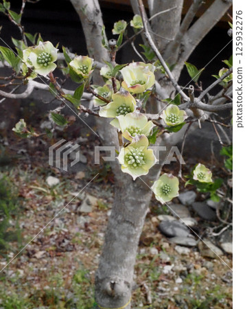 Dogwood (cream-colored flowering dogwood) bathed in the soft sunlight of spring 125932276
