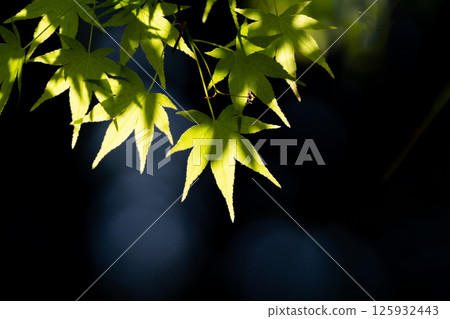 Fresh green leaves of maple and copy space on a black background 125932443