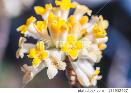 Mitumata花 Mitumata花 125932467