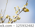白眼吸梅花蜜 125932482