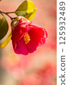 紅山茶 125932489