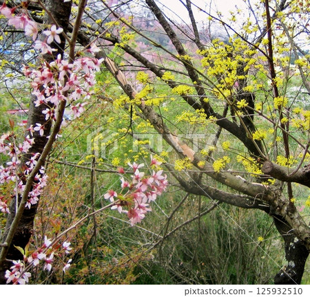 花見山的春天來了 花見山的春天來了 125932510