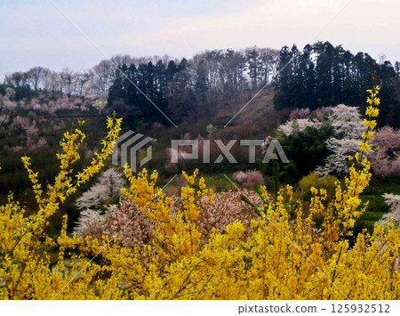 Spring has come to Hanamiyama Spring has come to Hanamiyama 125932512
