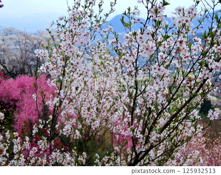 Spring has come to Hanamiyama Spring has come to Hanamiyama 125932513