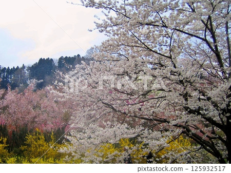 Spring has come to Hanamiyama Spring has come to Hanamiyama 125932517