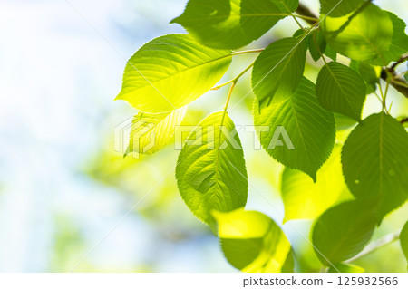 春日陽光透過染井吉野櫻的嫩葉 125932566