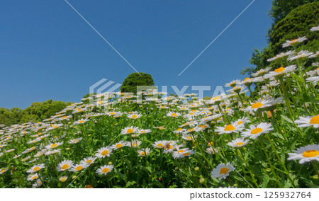 京都植物園盛開的北極菊 125932764