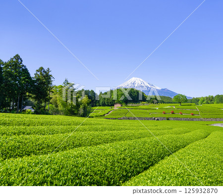 靜岡縣富士市台場的茶園 125932870