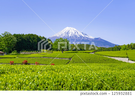 靜岡縣富士市台場的茶園 125932881