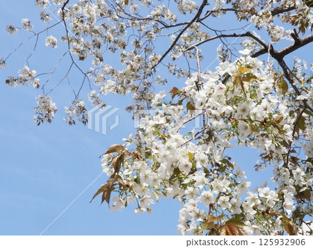 Cherry blossoms shining against the blue sky. Feel the breath of spring. From the winter world to the world of spring. Feel the change of seasons with your whole body. 125932906