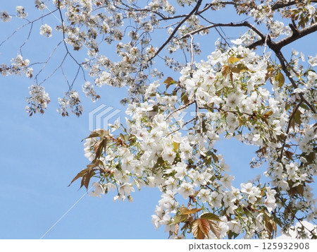 Cherry blossoms shining against the blue sky. Feel the breath of spring. From the winter world to the world of spring. Feel the change of seasons with your whole body. 125932908