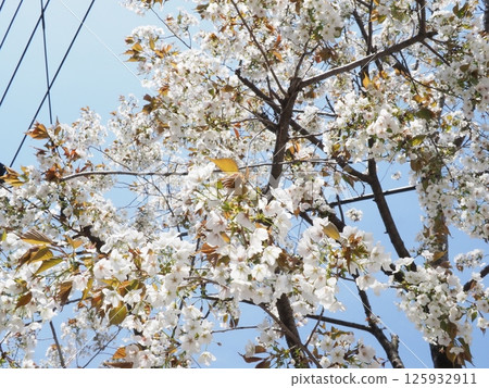 櫻花在藍天的映襯下閃閃發光。感受春天的氣息。從冬天的世界到春天的世界。用你的整個身體去感受季節的變化。 櫻花在藍天的映襯下閃閃發光。感受春天的氣息。從冬天的世界到春天的世界。用你的整個身體去感受季節的變化。 125932911