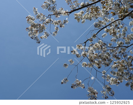 Cherry blossoms shining against the blue sky. Feel the breath of spring. From the winter world to the world of spring. Feel the change of seasons with your whole body. Cherry blossoms shining against the blue sky. Feel the breath of spring. From the winter world to the world of spring. Feel the change of seasons with your whole body. 125932925