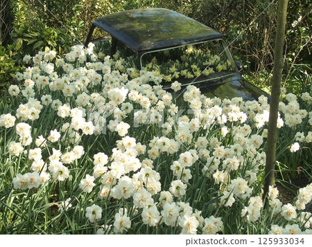 荷蘭庫肯霍夫花園的廢棄汽車雕塑 125933034