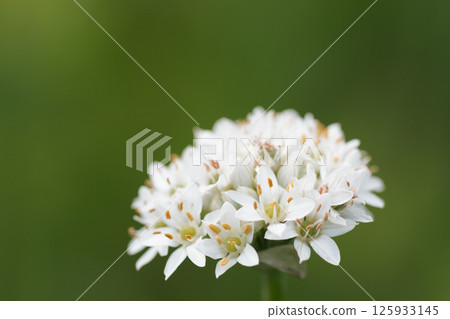 韭蔥白花 125933145