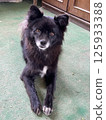 Black dog 125933388
