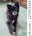 Black dog 125933389
