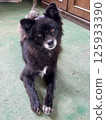 Black dog 125933390