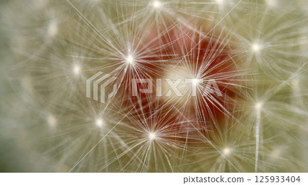 Common Dandelion, Sierra de Guadarrama National Park, Spain Common Dandelion, Sierra de Guadarrama National Park, Spain 125933404