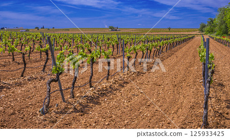 Valdepenas Vineyards, Spain Valdepenas Vineyards, Spain 125933425