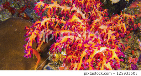Multi-branched Coral Trees, Maldives Multi-branched Coral Trees, Maldives 125933505