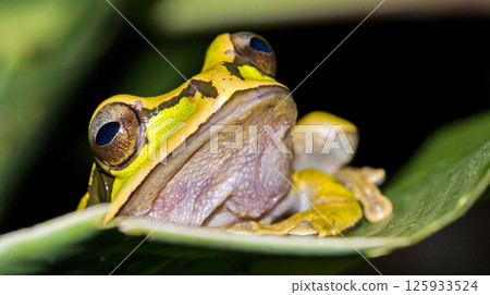 New Granada Cross-banded Tree Frog, Corcovado National Park, Costa Rica New Granada Cross-banded Tree Frog, Corcovado National Park, Costa Rica 125933524