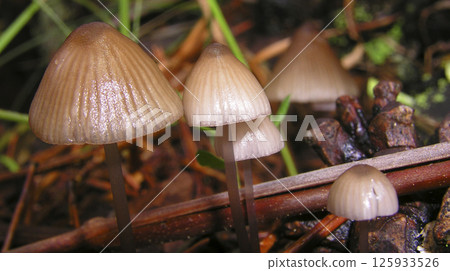 Wild Mushroom, Sierra de Guadarrama National Park, Spain Wild Mushroom, Sierra de Guadarrama National Park, Spain 125933526
