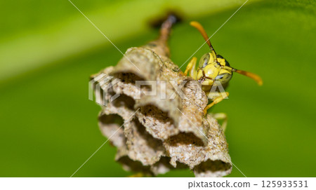 Tropical Wasp, Marino Ballena National Park, Costa Rica 125933531