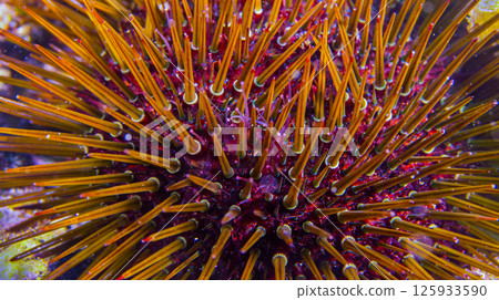 Common Urchin, Cabo Cope-Puntas del Calnegre Natural Park, Spain Common Urchin, Cabo Cope-Puntas del Calnegre Natural Park, Spain 125933590