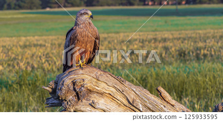 Black Kite, Spain 125933595