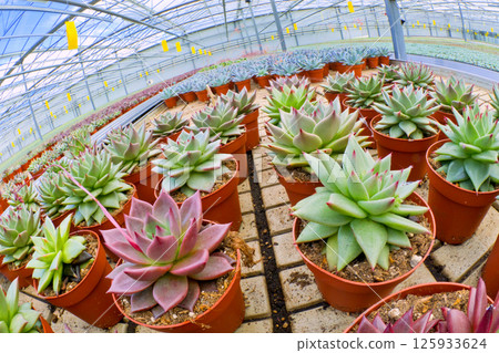 Growing Plants Cultivation, Dutch Greenhose, Netherlands Growing Plants Cultivation, Dutch Greenhose, Netherlands 125933624