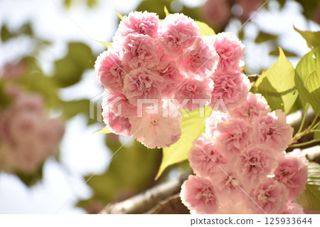 盛開的櫻花－Fugenzo 125933644