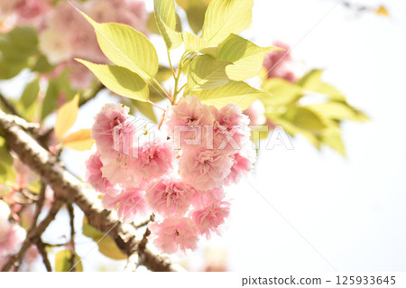 盛開的櫻花－Fugenzo 125933645